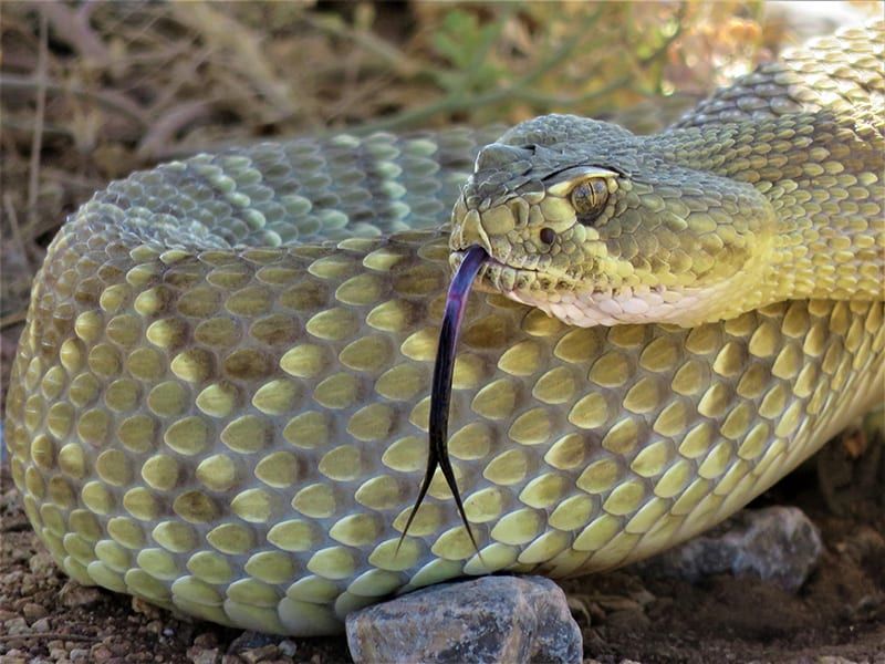 Mojave Green Rattlesnake