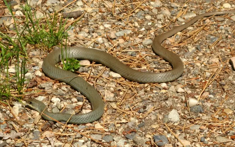 Western Yellow-bellied Racer