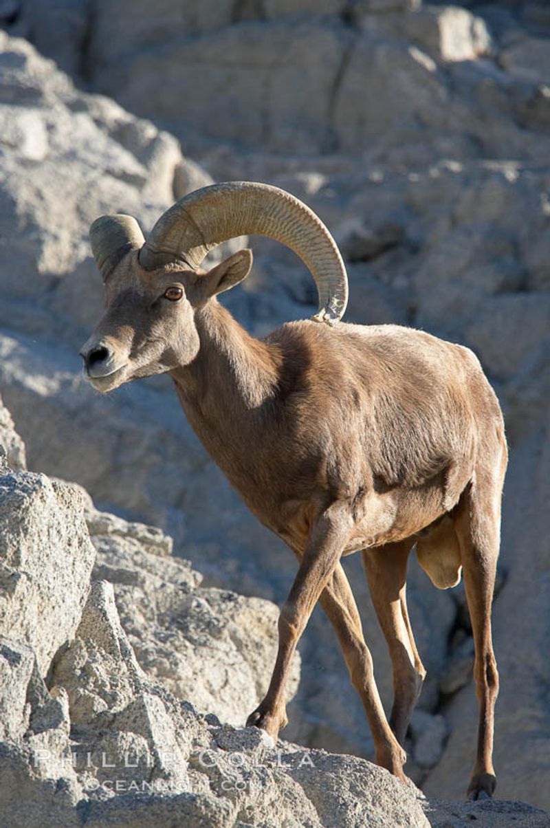 Desert Bighorn Sheep: Heat-Defying Herdsmen