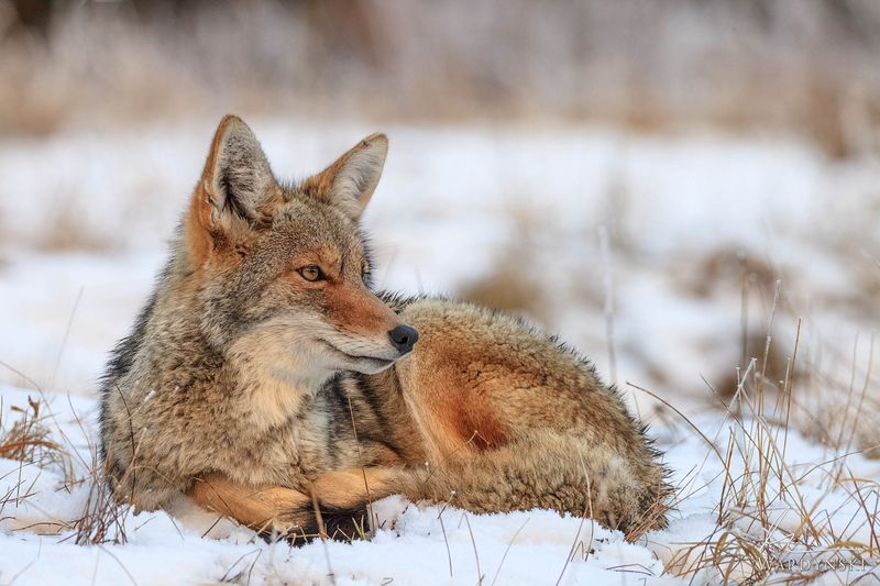 Coyote