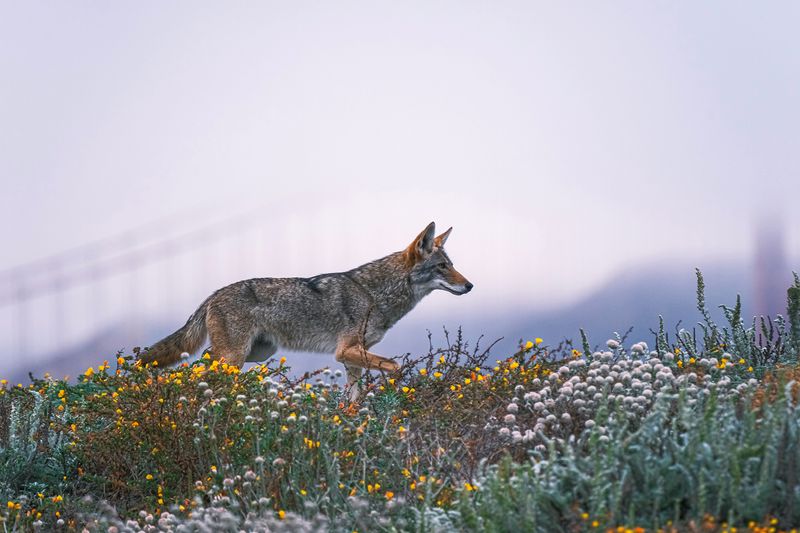 Coyotes Are Opportunistic Feeders