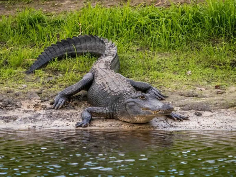 Prehistoric Survivor: The American Alligator