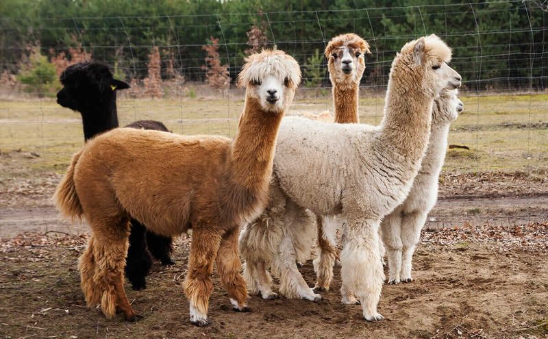 Alpaca: Fiber, Fertilizer, and Fascinating Personalities