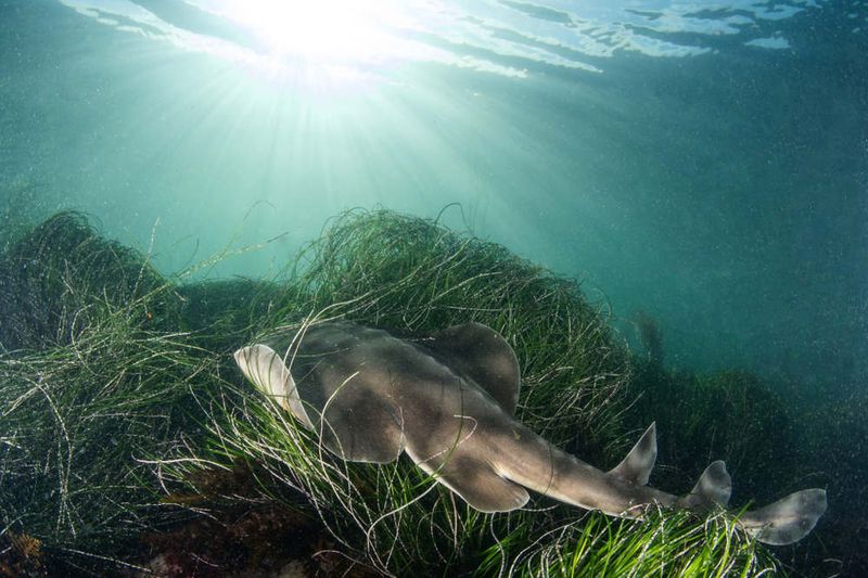 Shovelnose Guitarfish: Living Fossil
