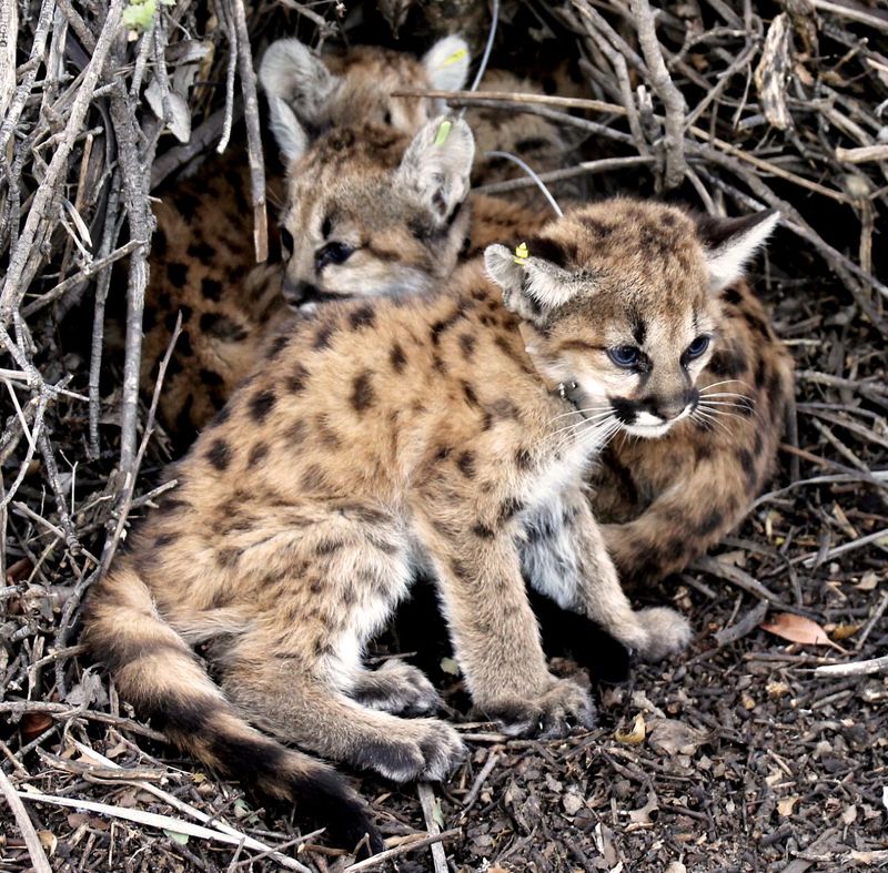 Thousand Oaks: Living Up To Its Wild Name