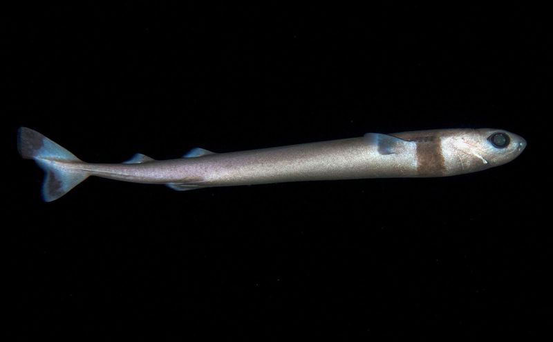 Cookiecutter Shark: The Glowing Ambush Hunter