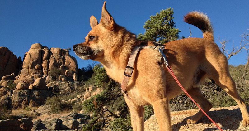 Overlooking Local Pet Laws