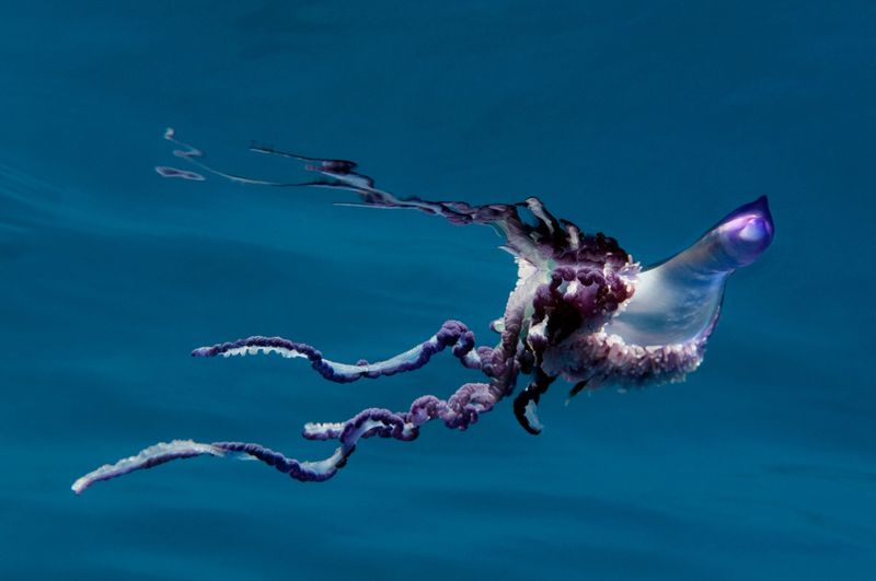 Portuguese Man-Of-War: The Floating Colony