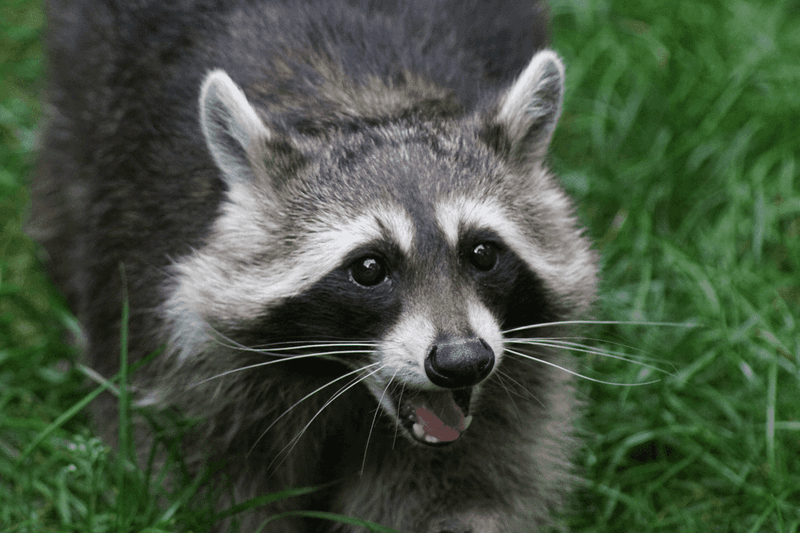 Raccoon