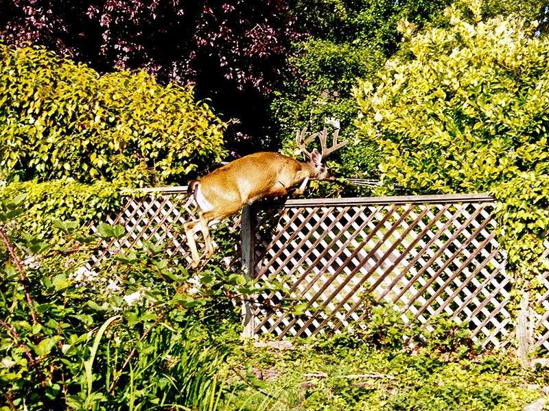 Whitetail Deer: Staten Island's Four-Legged Explosion