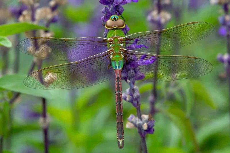 Unexpected House Guests With Wings