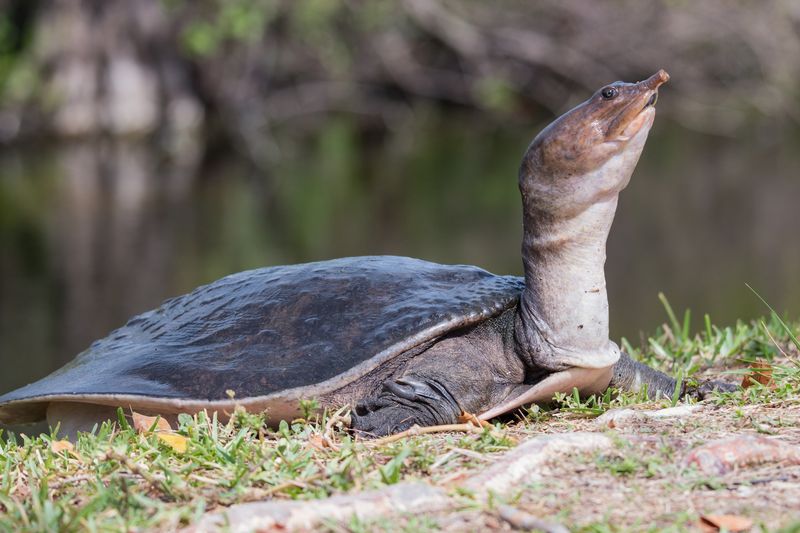 Shell Dwellers: Encountering Softshell Turtles And Their Kin