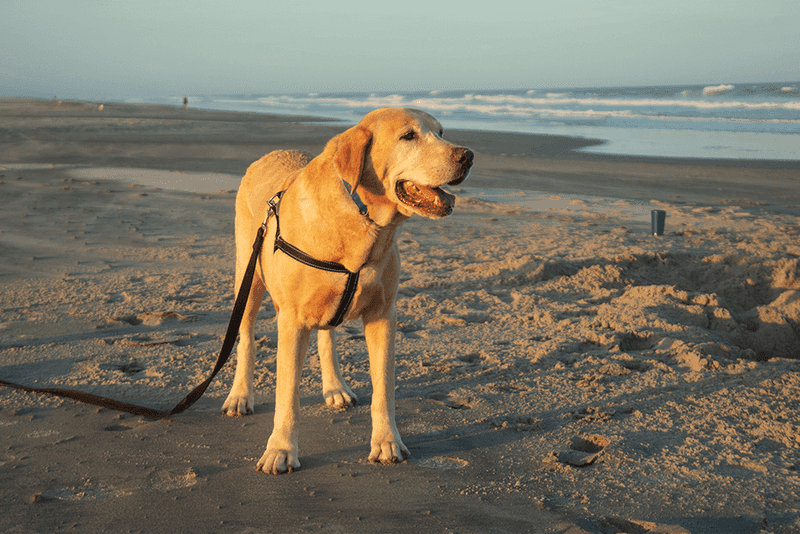 Cape Henlopen State Park: Dune Adventures for Daring Doggies