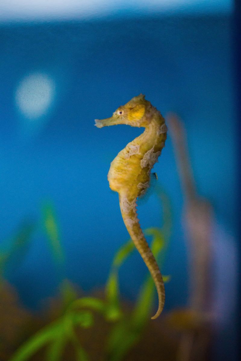 Dwarf Seahorse