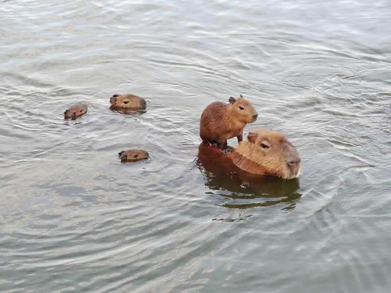 Capybara (Hydrochoerus hydrochaeris)