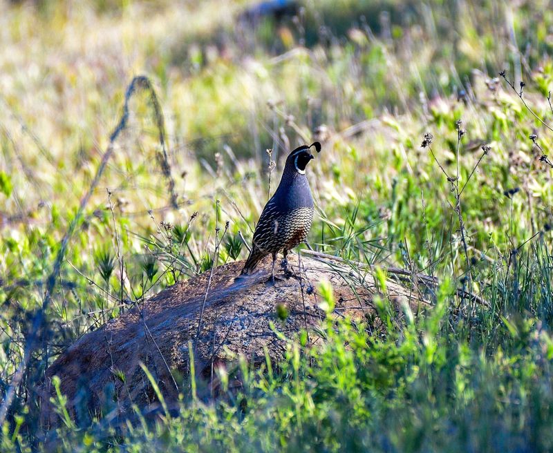 Quail: Ground-Dwelling Insect Managers