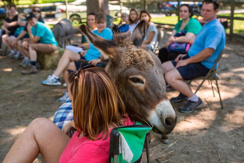From Barnyard To Boardroom: Therapy Programs Embrace Donkey Power