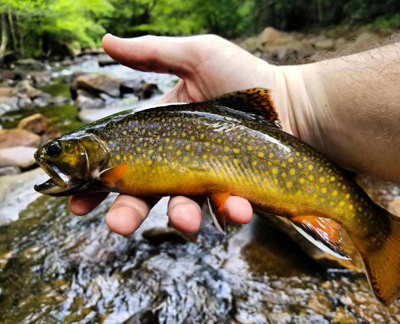 Brook Trout