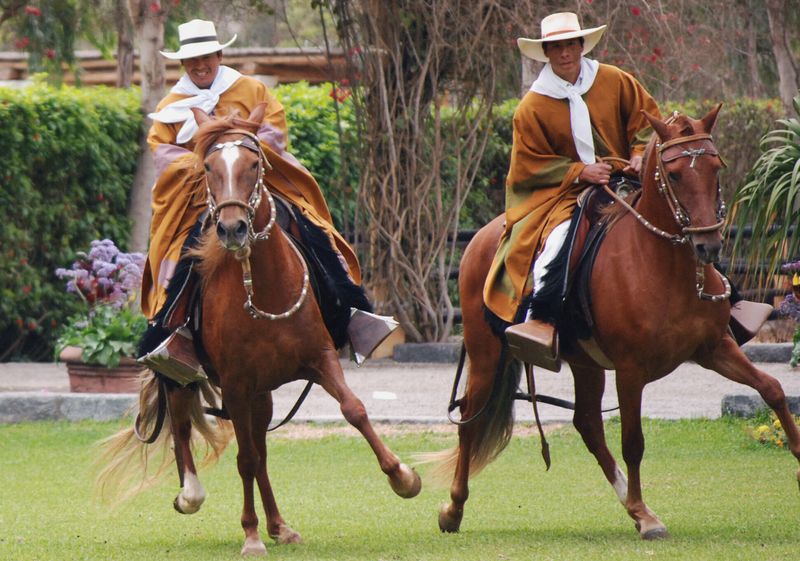 Cadenced Peruvian Paso