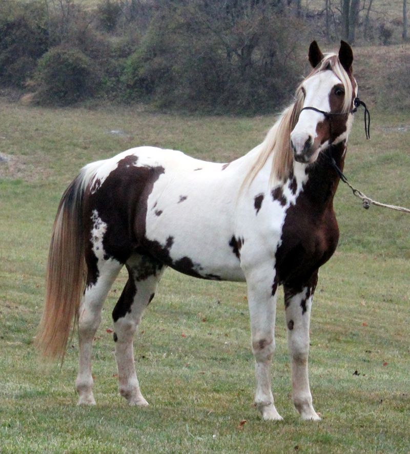 Flashy Spotted Saddle Horse