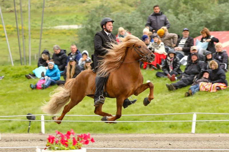Hardy Icelandic Horse