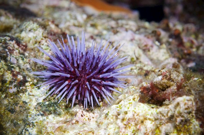 Sea Urchins – San Simeon State Park, Monterey Bay