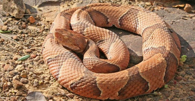 Copperhead Central at the Chattahoochee