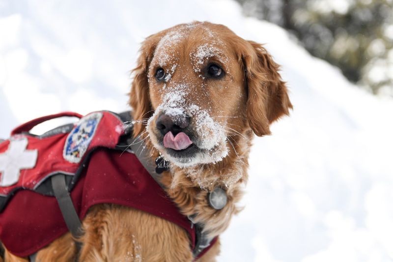Natural Avalanche & Search-And-Rescue Talent