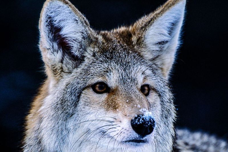 Eastern Coyote