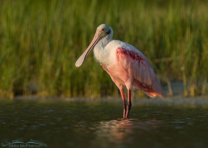 Roseate Spoonbill