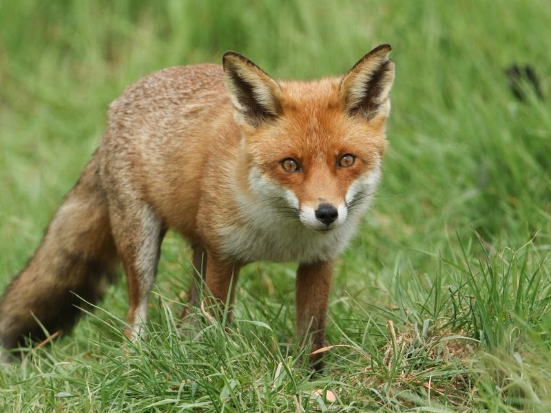 Red Foxes: The Suburban Tricksters
