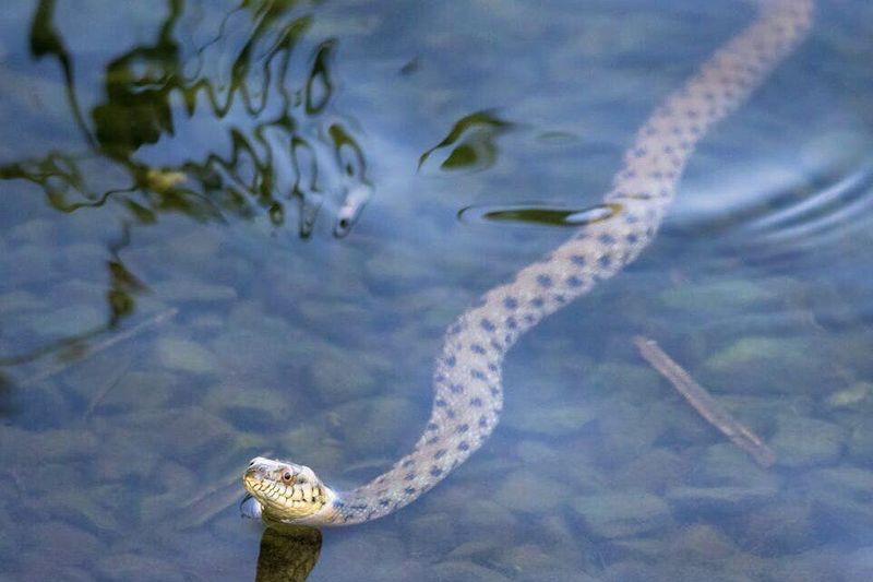 Legends And Lore: The Giant Water Snake Myth