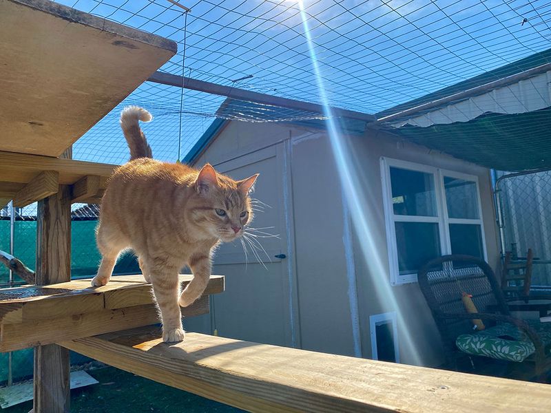 Loving The Rooftops