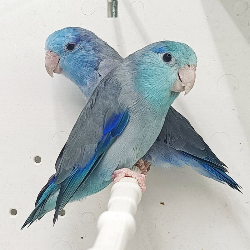 Pacific Parrotlet: Feisty Featherweights