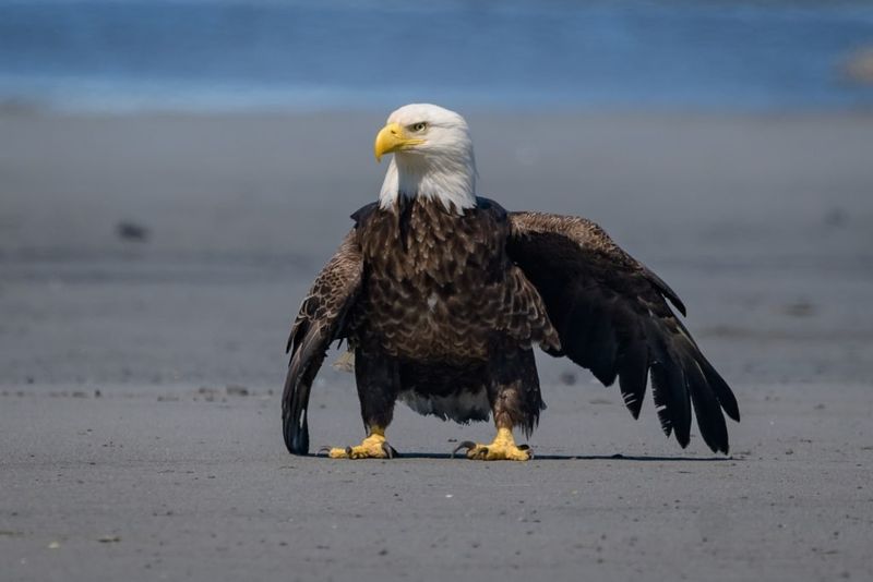 Eagle Island Marine State Park Wildlife Expedition