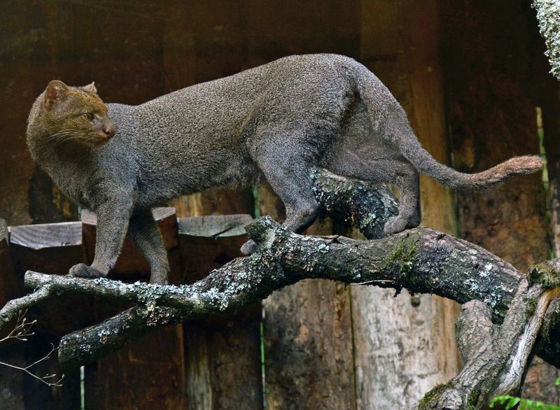 The Wild Cat Of California Is Rarely Seen
