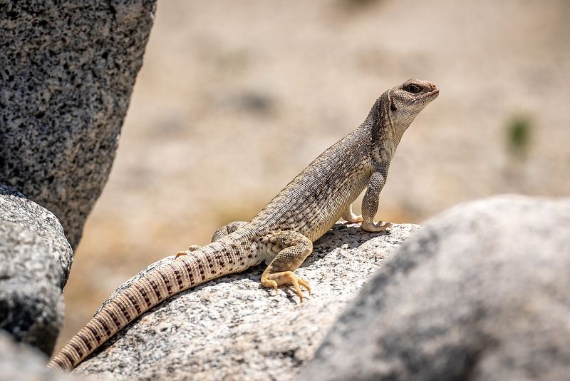 Desert Iguana: The Heat-Loving Sunbather