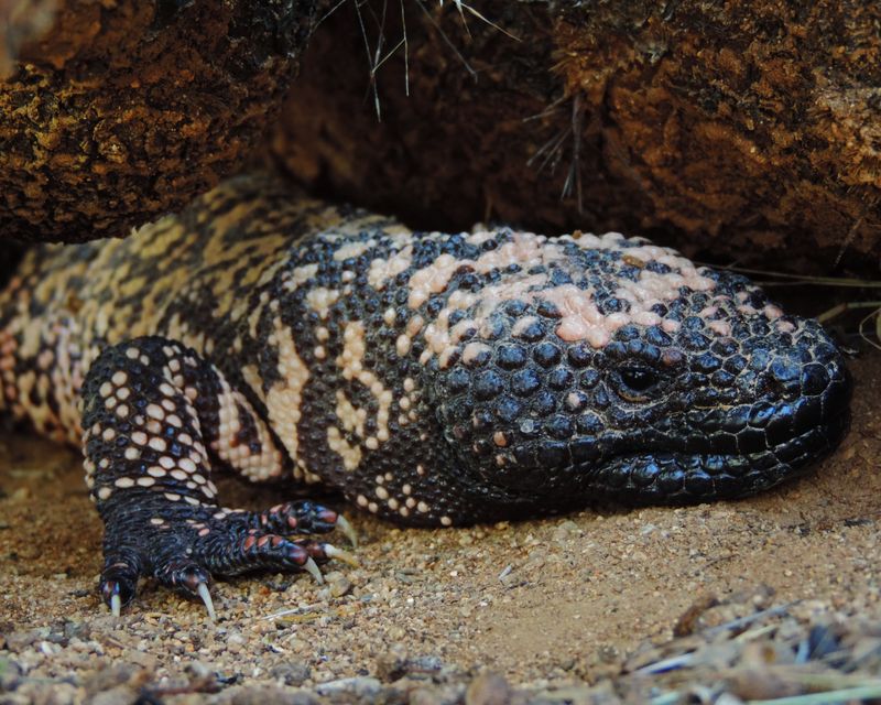 The Venomous but Misunderstood Gila Monster