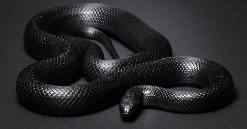 Mexican Black Kingsnake: The Obsidian Beauty
