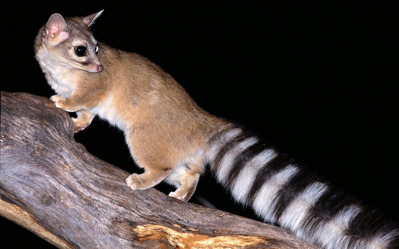 Nature's Cat-Fox Hybrid: The Ringtail Cat
