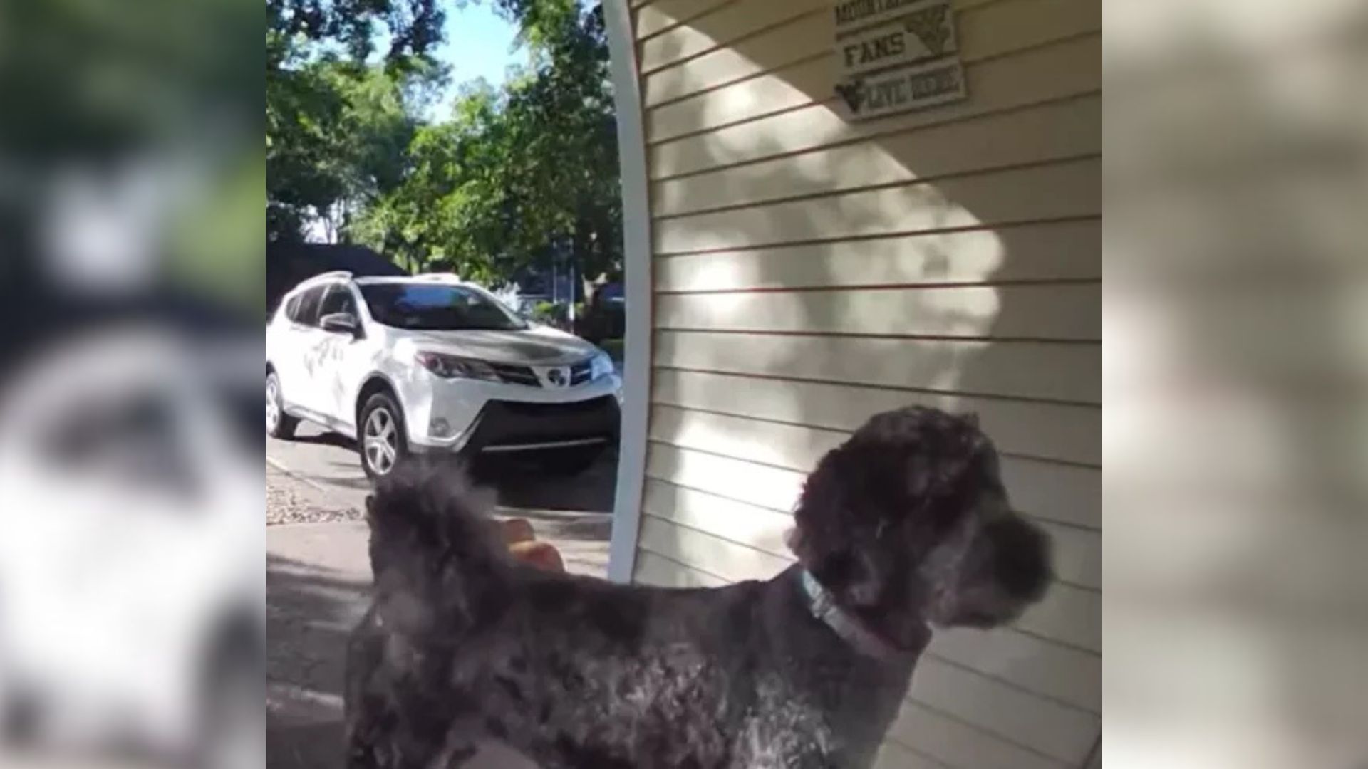 Cute dog