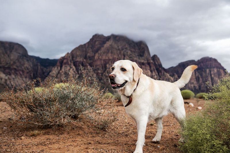 Nevada: Desert Dangers and Casino Country Pet Problems