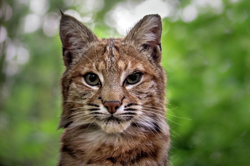 Texas' Widespread Wild Cats
