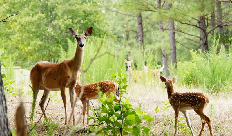White-Tailed Deer - Backyard Browsers