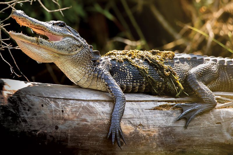Alligator - Prehistoric Swamp Kings