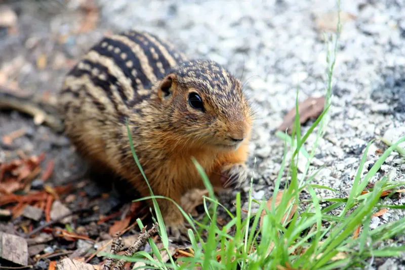 Thirteen-Lined Ground Squirrel