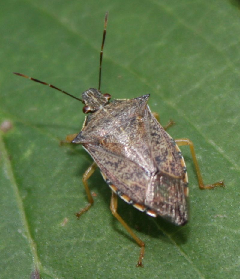 Spined Soldier Bug