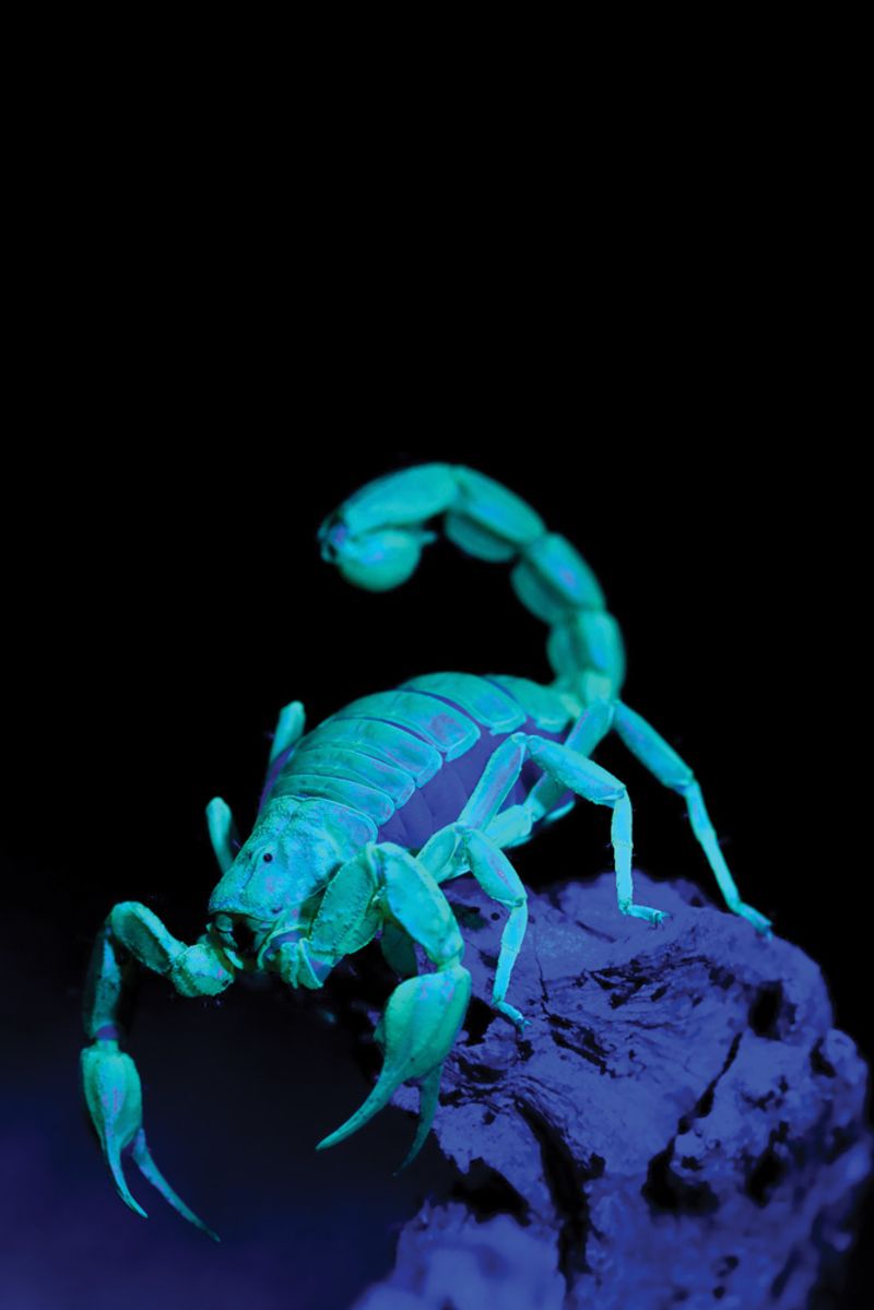 Scorpions