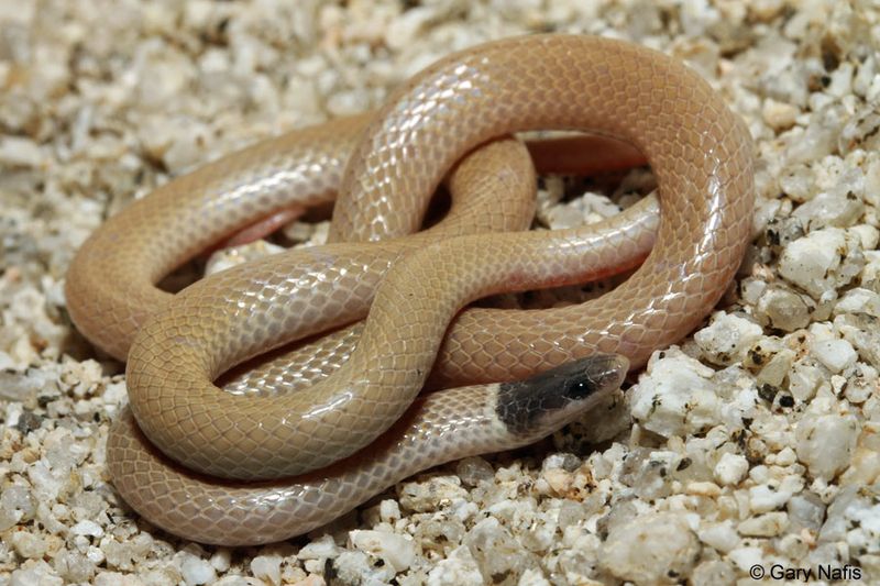 Western Black-Headed Snake: Tiny Tuxedo Wearer