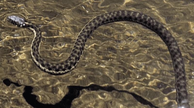 Northern Watersnake: The Aquatic Ambusher